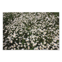 Wilde Gänseblümchen Fotografischer Druck