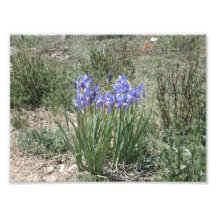 Wilde Iris Photodruck