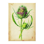 Wilde Karde - Dipsacus sylvestris Leinwanddruck