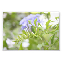 Wilde lila Blume Fotodruck