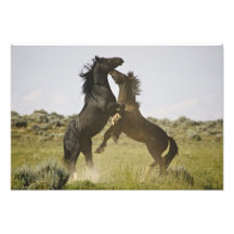 Wilde PferdeEquus caballus) wilde Pferde Fotodrucke