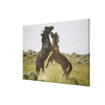 Wilde PferdeEquus caballus) wilde Pferde Leinwand Drucke
