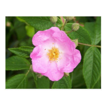 Wilde Rose im späten Frühling Postkarten
