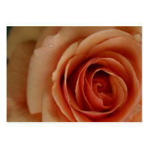 Wilde Rose Visitenkartenvorlage