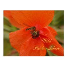 Wilde Roxburghshire Schwebeflug-Fliegen-Mohnblumen