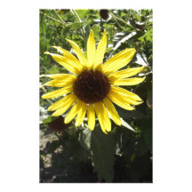 Wilde Sonnenblume Personalisierte Druckpapiere