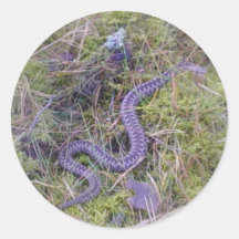 Wilde Vipervipera-Brustbeeren Runder Sticker