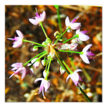 Wilde Zwiebel-Blume Fotografischer Druck