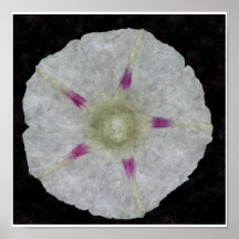 Wilder Blume Druck Plakat