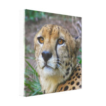 Wilder Cheetah-Leinwand-Druck Leinwanddruck
