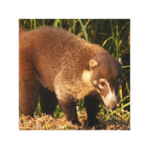 Wilder Coati Mundi Leinwand-Druck Leinwand Druck