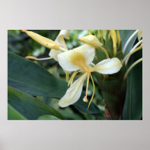 Wilder Ingwer auf Leinwand-Druck Plakat