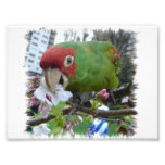 Wilder Papagei #5 Fotografischer Druck