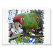 Wilder Papagei #5 Fotografischer Druck
