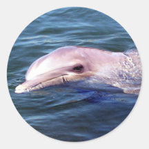 Wildes Dophin Stickers