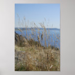 Wildes Gras Posterdrucke
