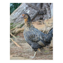 Wildes Huhn Postkarten