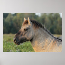 wildes Stallionsplakat