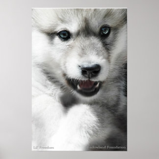 Wildes Wolf-CUB-Plakat Poster