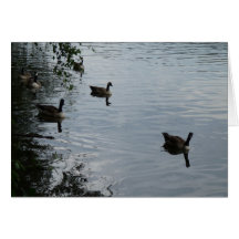Wildgänse Grußkarten