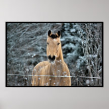 Wildleder-Pferdewinter Plakate