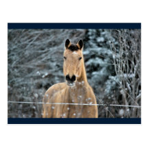 Wildleder-Pferdewinter Postkarte