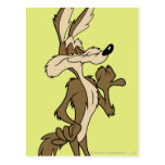 Wile E. Coyote Looking stolz Postkarten