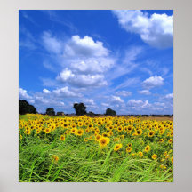 Wind gefegt, Sonnenblumen (DRUCK) Posterdrucke