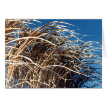 Windblown Gras Grußkarten