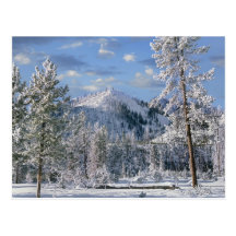 Winter in Yellowstone Nationalpark, Wyoming Postkarte