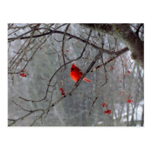 Winter-Kardinal Postkarte