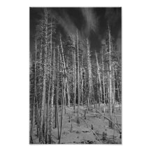 Winter-Kiefern in Yellowstone Foto