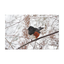 Winter-Vogel im Schnee Gespannte Galeriedrucke