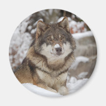 Winter-Wolf Kühlschrankmagnete
