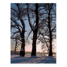 Winterbäume auf Hintergrund des blauen Himmels Postkarten