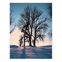 Winterbäume auf Hintergrund des blauen Himmels Postkarte