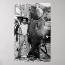 Wirkliche große Fische, frühe 1900s Poster