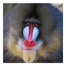Wise Mandrill Monkey Personalized Announcement