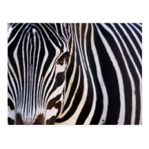 Wo ist der Zebra? Postkarten