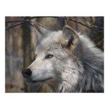 Wolf Ankündigung