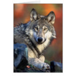 Wolf-Fotografie Grußkarte
