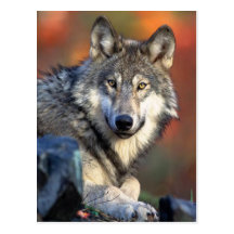 Wolf-Fotografie Postkarte