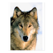 WOLF GESCHÜTZTES TIER POSTKARTEN