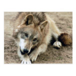 Wolf-grauer Wolf-Postkarte