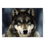 Wolf Karten