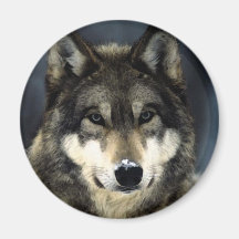 Wolf Magnete