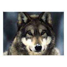 Wolf-Porträt-Einladung