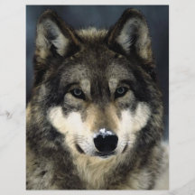 Wolf-Porträt-Flyer