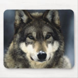 Wolf-Porträt Mousepads