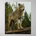 Wolf Posterdrucke